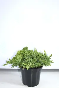 Junipers
