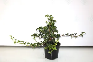 Hortensien